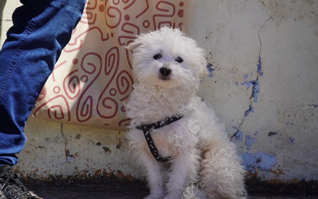 CONTINUAN LAS CASTRACIONES GRATUITAS EN LOS BARRIOS