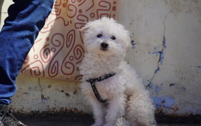 CONTINUAN LAS CASTRACIONES GRATUITAS EN LOS BARRIOS